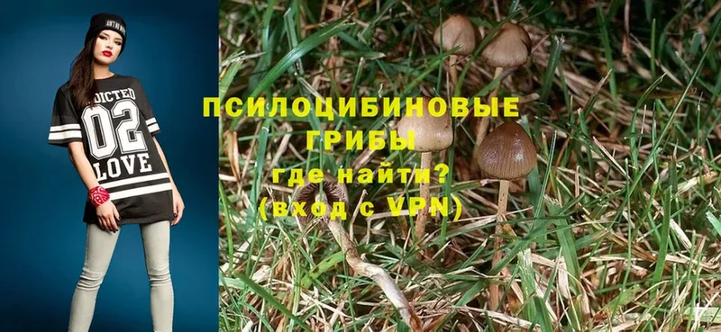 Псилоцибиновые грибы Psilocybe  продажа наркотиков  Лосино-Петровский 